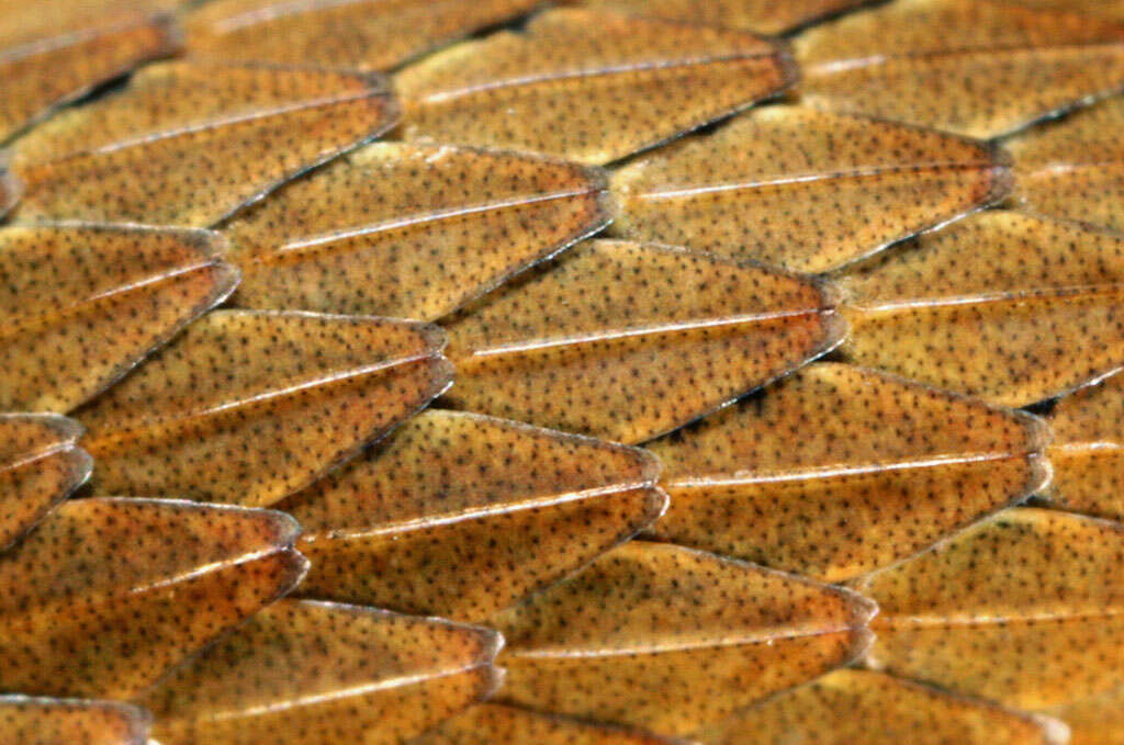 Image of Red-bellied Snake