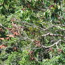 Image of red "beech"