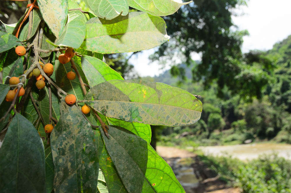 Image de Ficus heteropleura Bl.