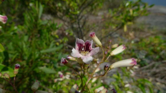 Image of Inland Wonga Vine