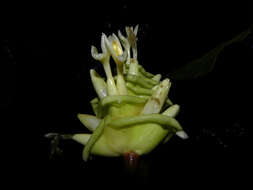 Image of Goeppertia vinosa (H. Kenn.) Borchs. & S. Suárez