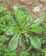 Image of Hoary Plantain