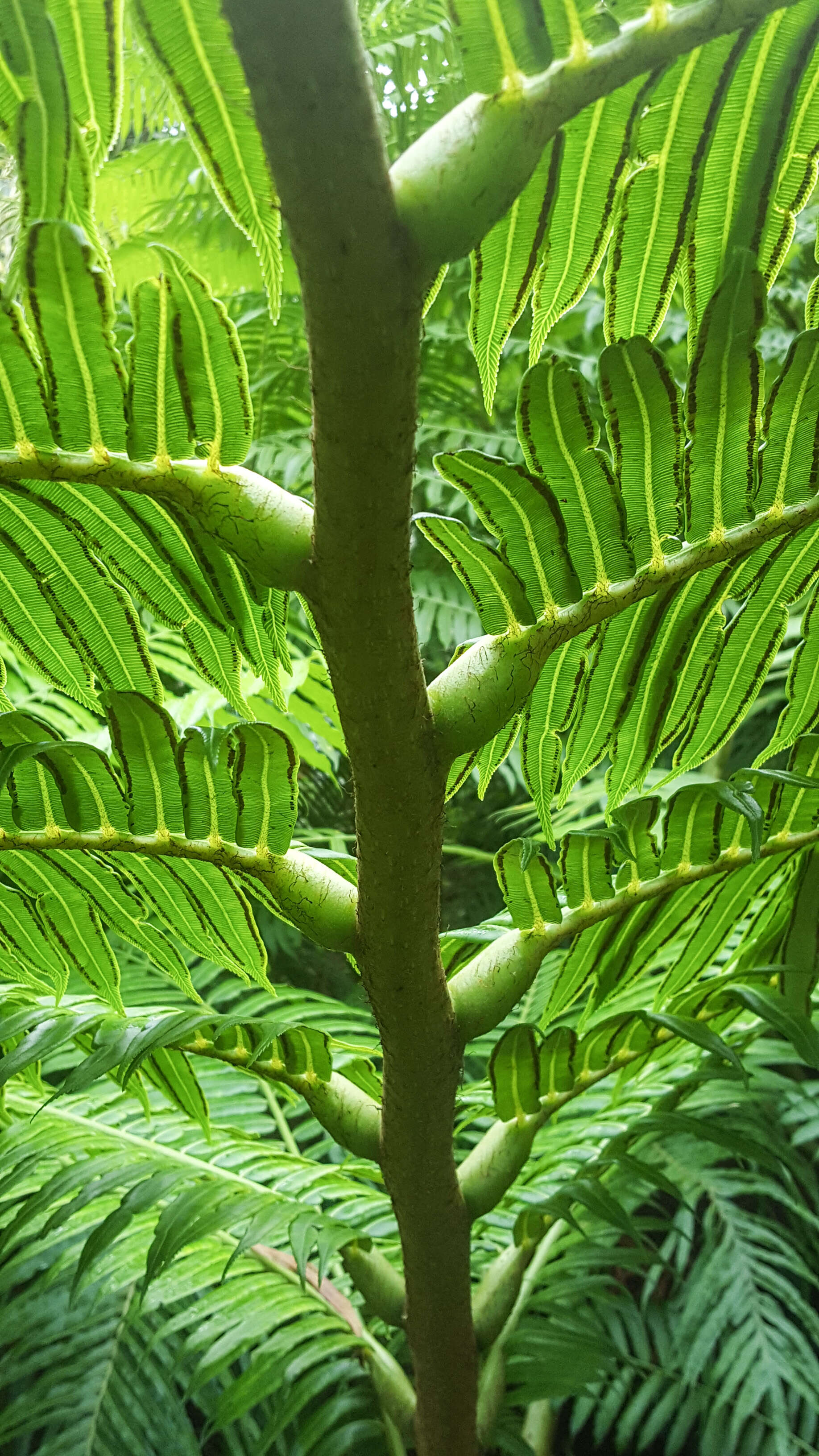 Image of Angiopteris marchionica E. D. Br.