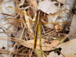 Image of Libellula Linnaeus 1758