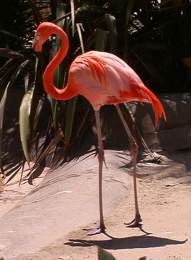 Imagem de Phoenicopterus ruber Linnaeus 1758