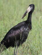 Image of African Openbill