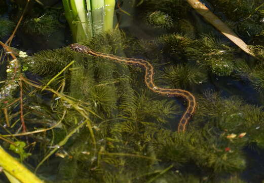 Image of Grass snakes