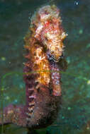 Image of Common seahorse