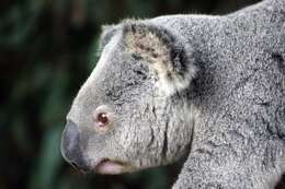 Image of Wombats and Koalas