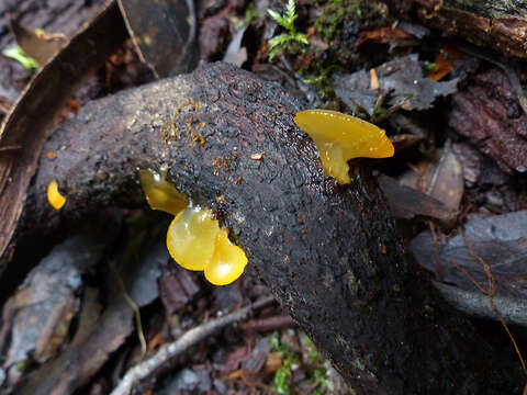 Image of Heterotextus peziziformis (Berk.) Lloyd 1922