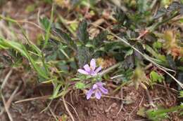 Image of stork's bill