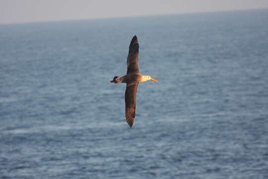 Image of Waved Albatross