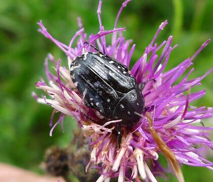 Image of Oxythyrea funesta (Poda 1761)