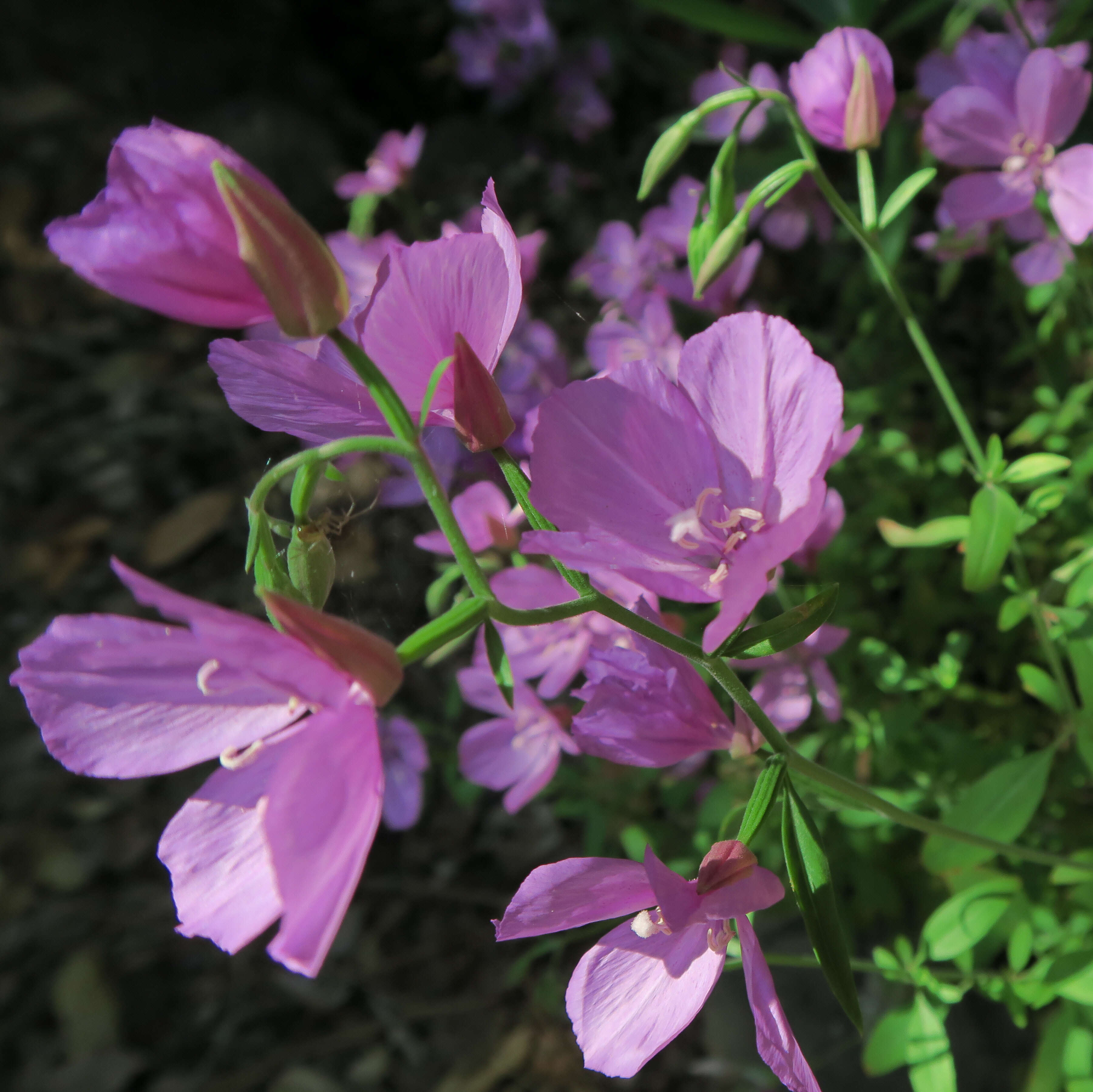 Image de Clarkia dudleyana (Abrams) J. F. Macbr.