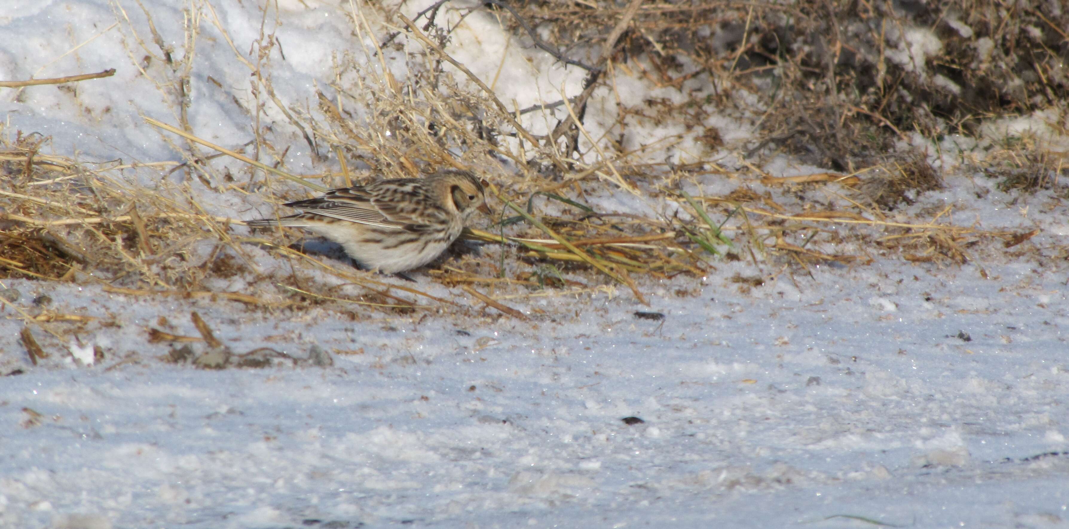 Image of Lapland Bunting