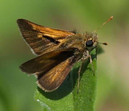 Image of Tawny-edged Skipper