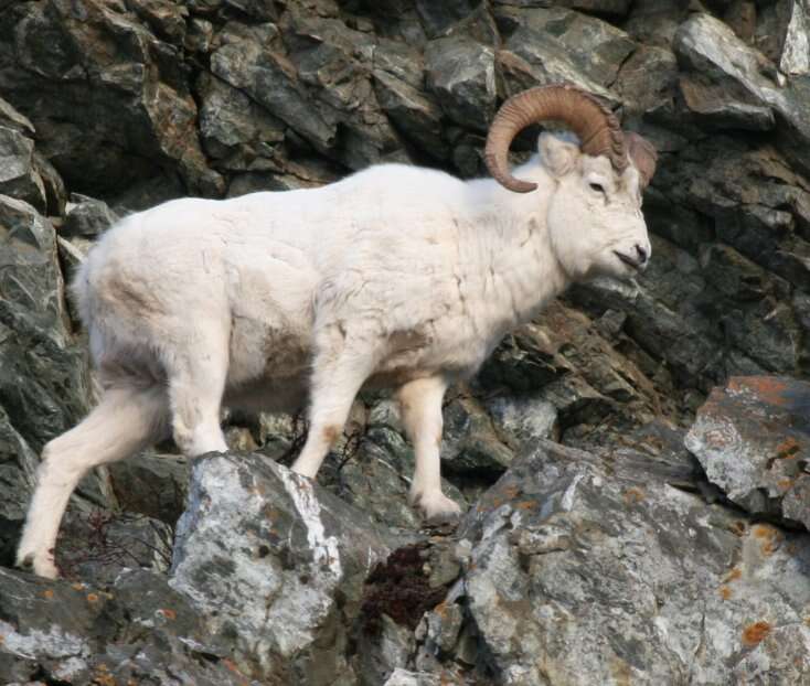 Image of Dall’s Sheep