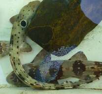 Image of epaulette sharks