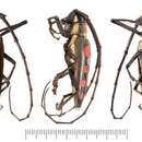 Image of Batocera roylii (Hope 1833)