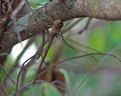 Image of Two-Spined Darners