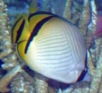 Image of Butterfly fish