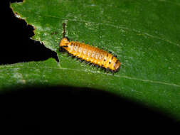 Image of Yagrumo Hembra, Trumpet-Tree