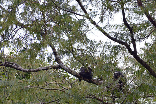 Image of Geoffroy’s Monk Saki