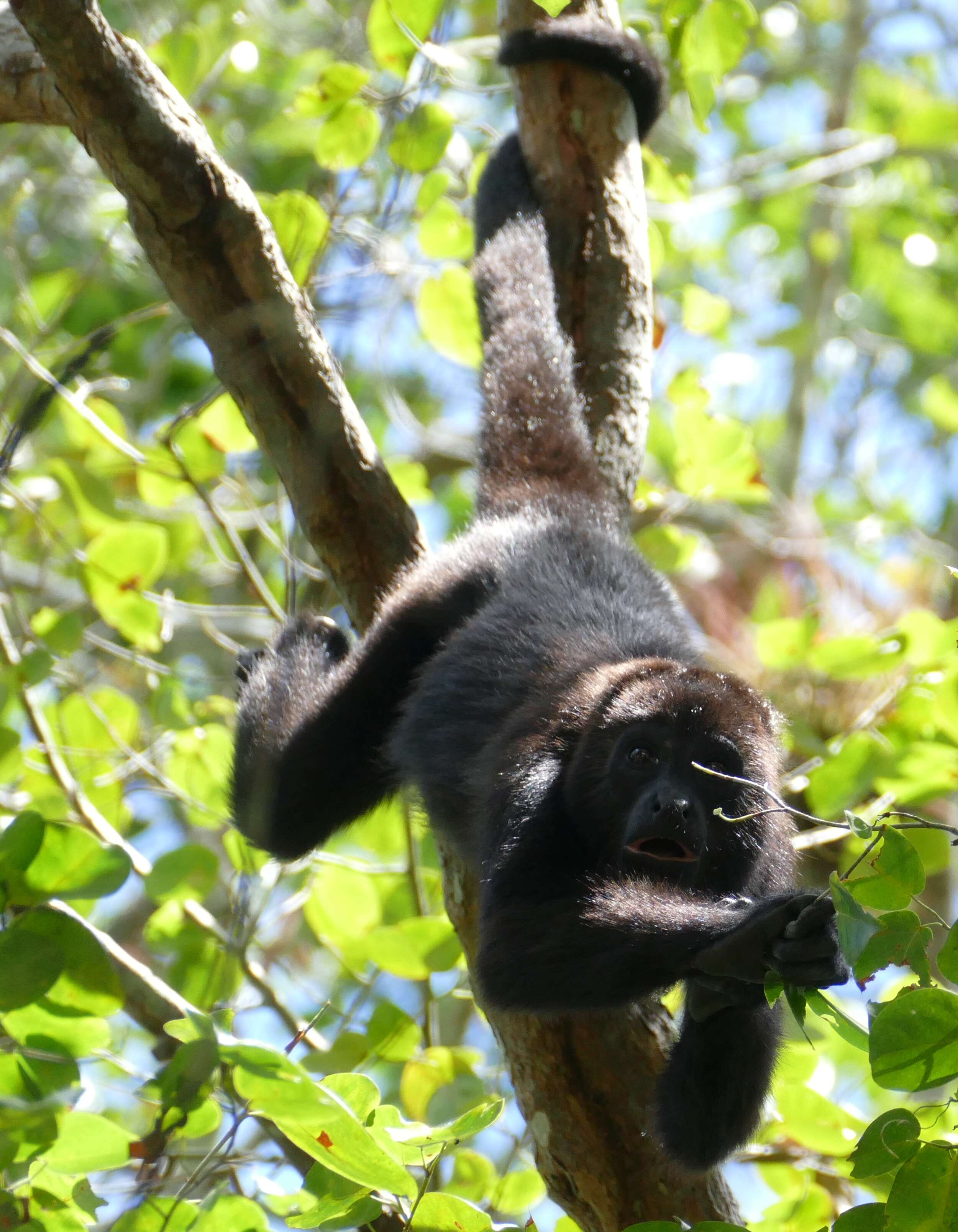 Image of Black Howling Monkey