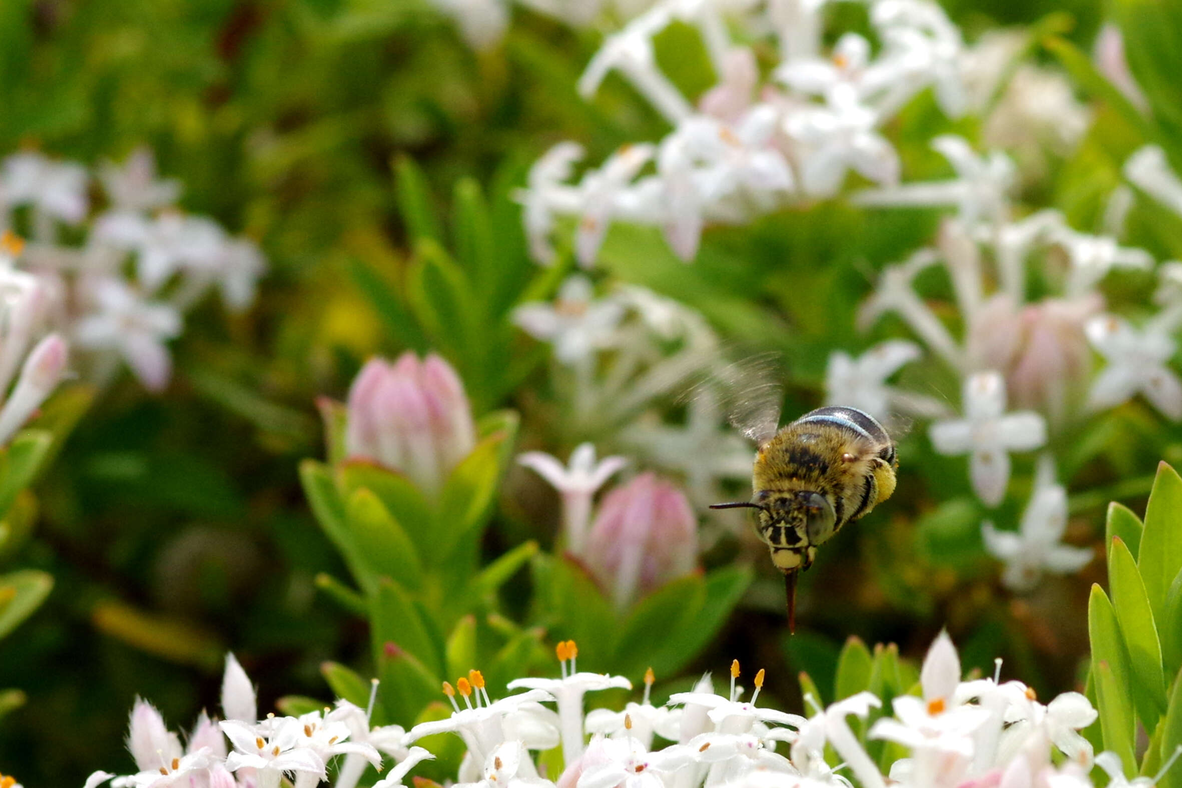 Image of Anthophorine Bees