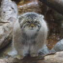 Image of Pallas’s cat