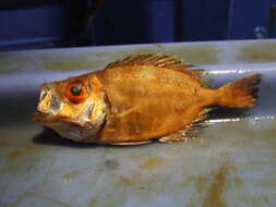 Image of Chordata