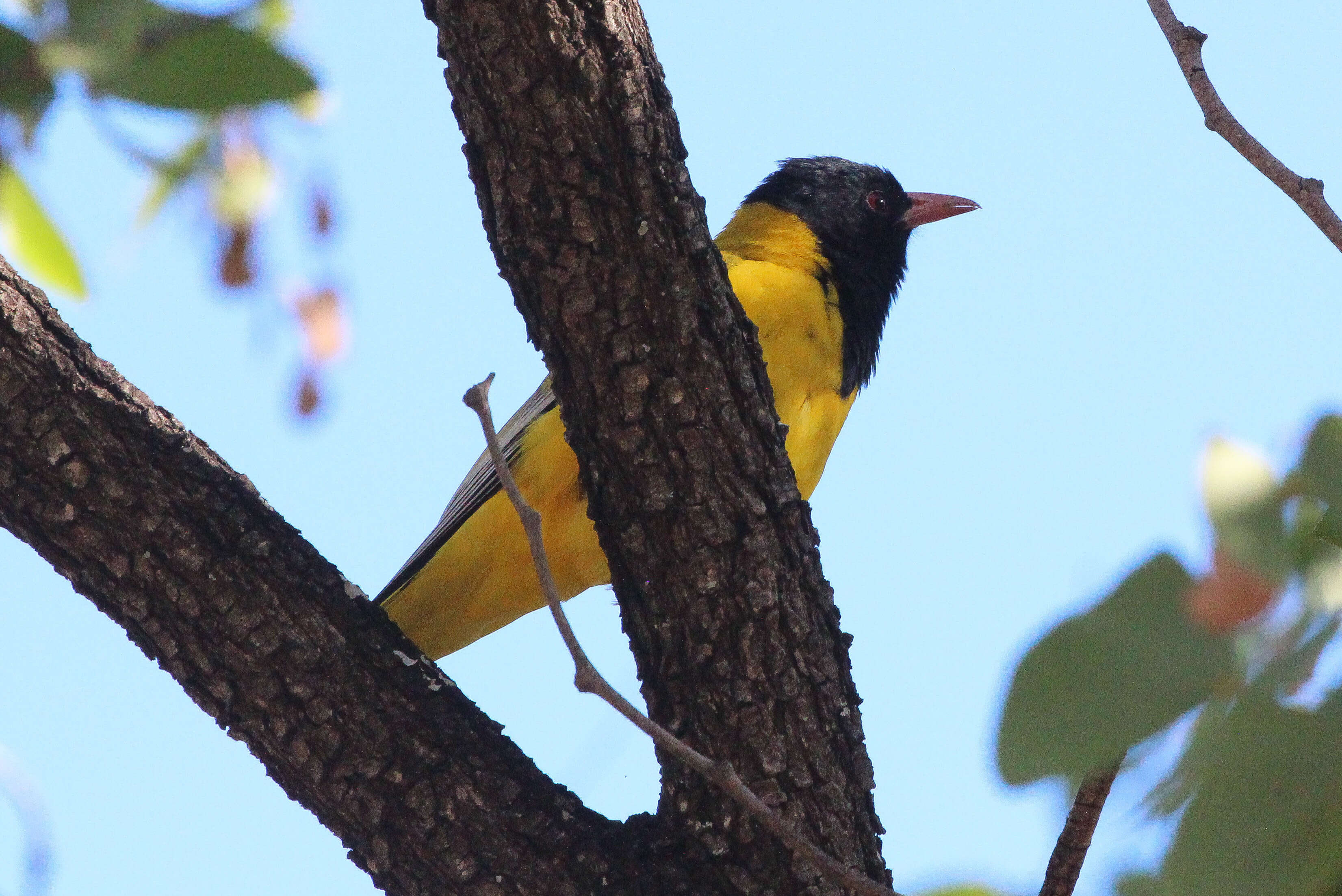 Image of African Black-headed Oriole