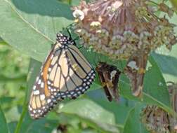 Image of Monarch Butterfly