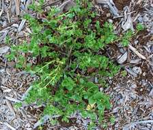 Image of native yellow purslane