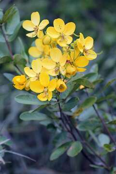 Image of Senna rugosa (G. Don) H. S. Irwin & Barneby