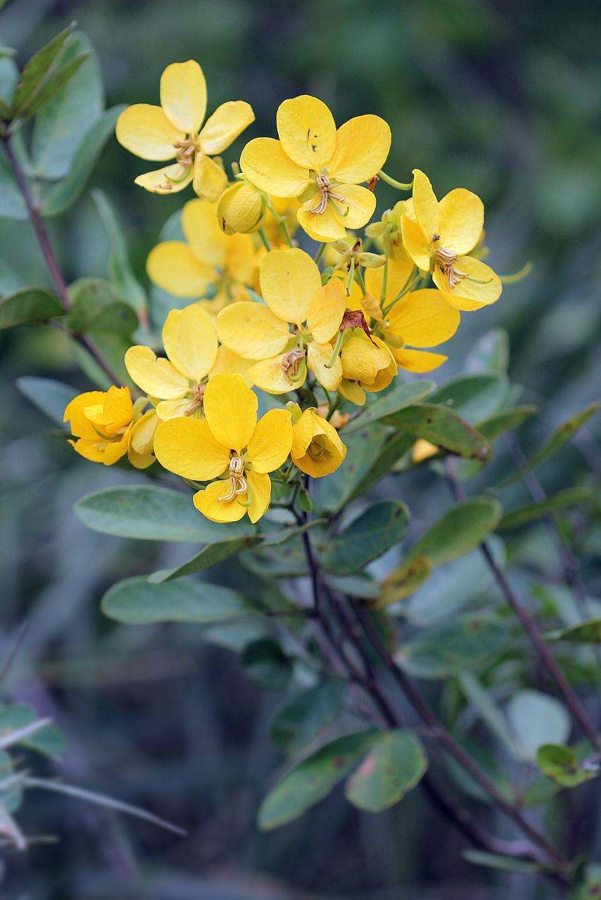 Imagem de Senna rugosa (G. Don) H. S. Irwin & Barneby