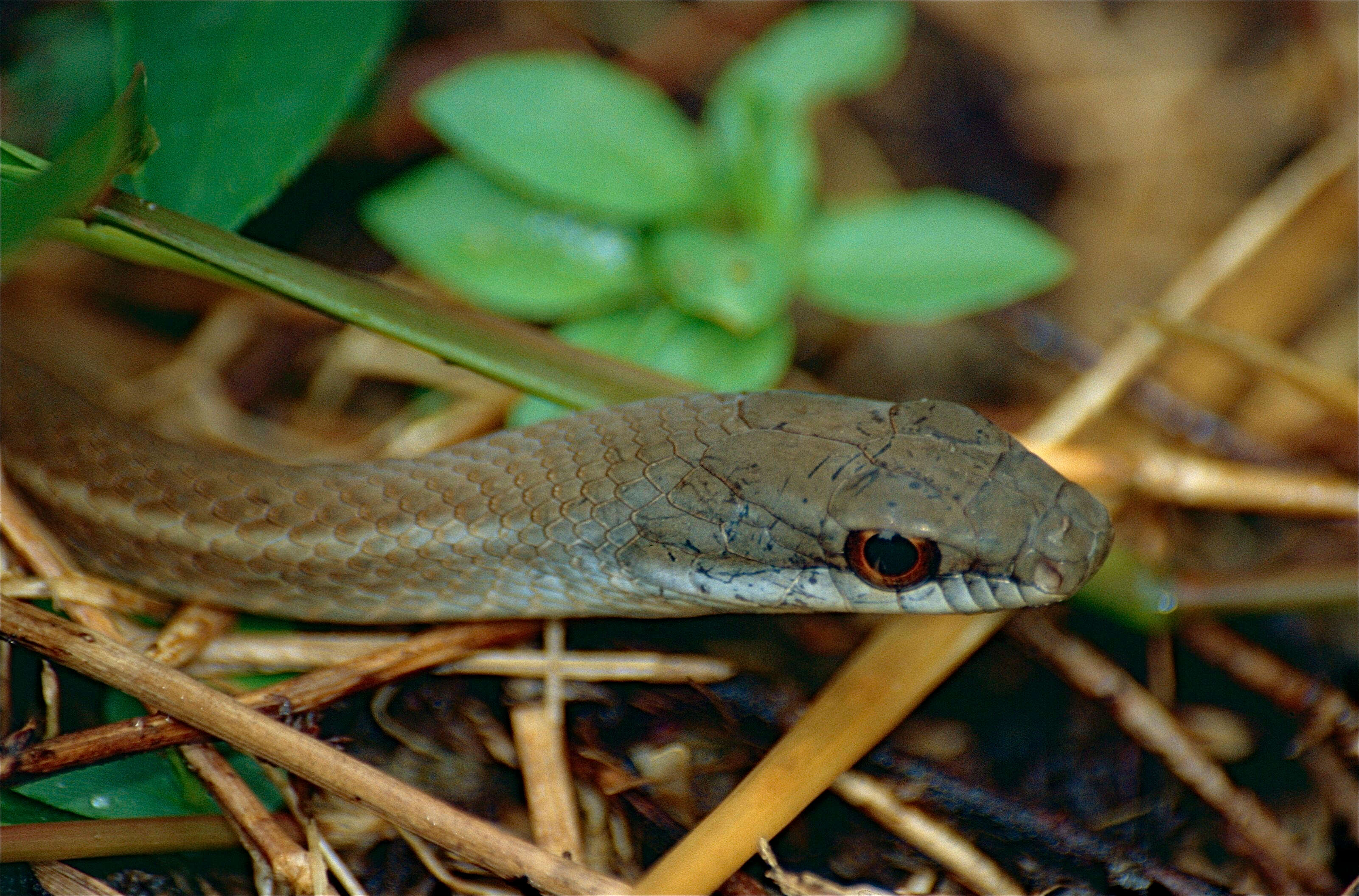 Image of Mastigodryas Amaral 1935