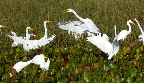 Image of Ardea Linnaeus 1758