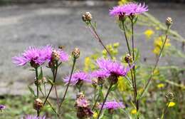 Image of knapweed