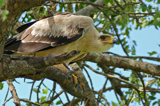 Image of Tawny Eagle