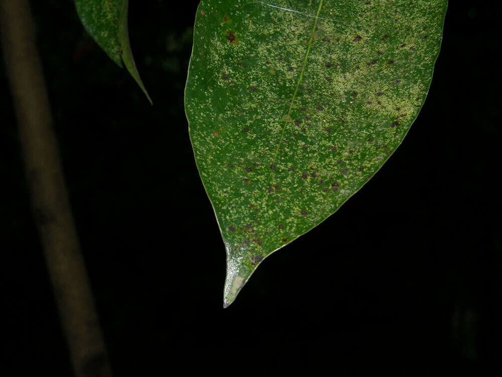 Image of soursop