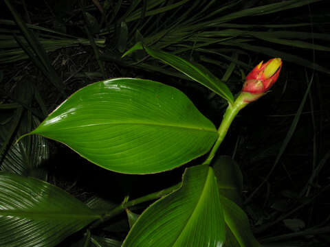 Image of Costus plicatus Maas