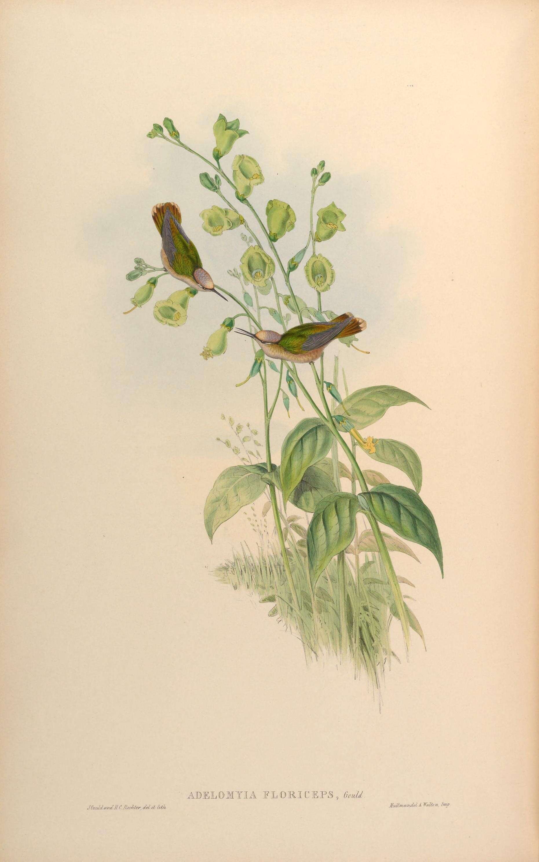 Image of Anthocephala Cabanis & Heine 1860