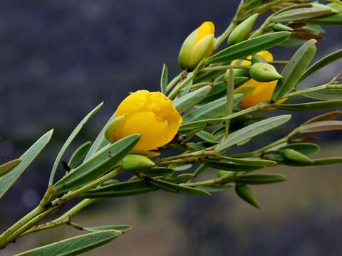 Image de Chamaecrista lagotois H. S. Irwin & Barneby