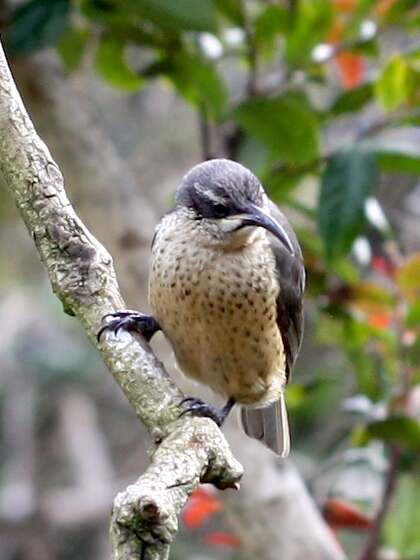 Image of Victoria's Riflebird