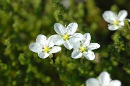 Image of pearlwort