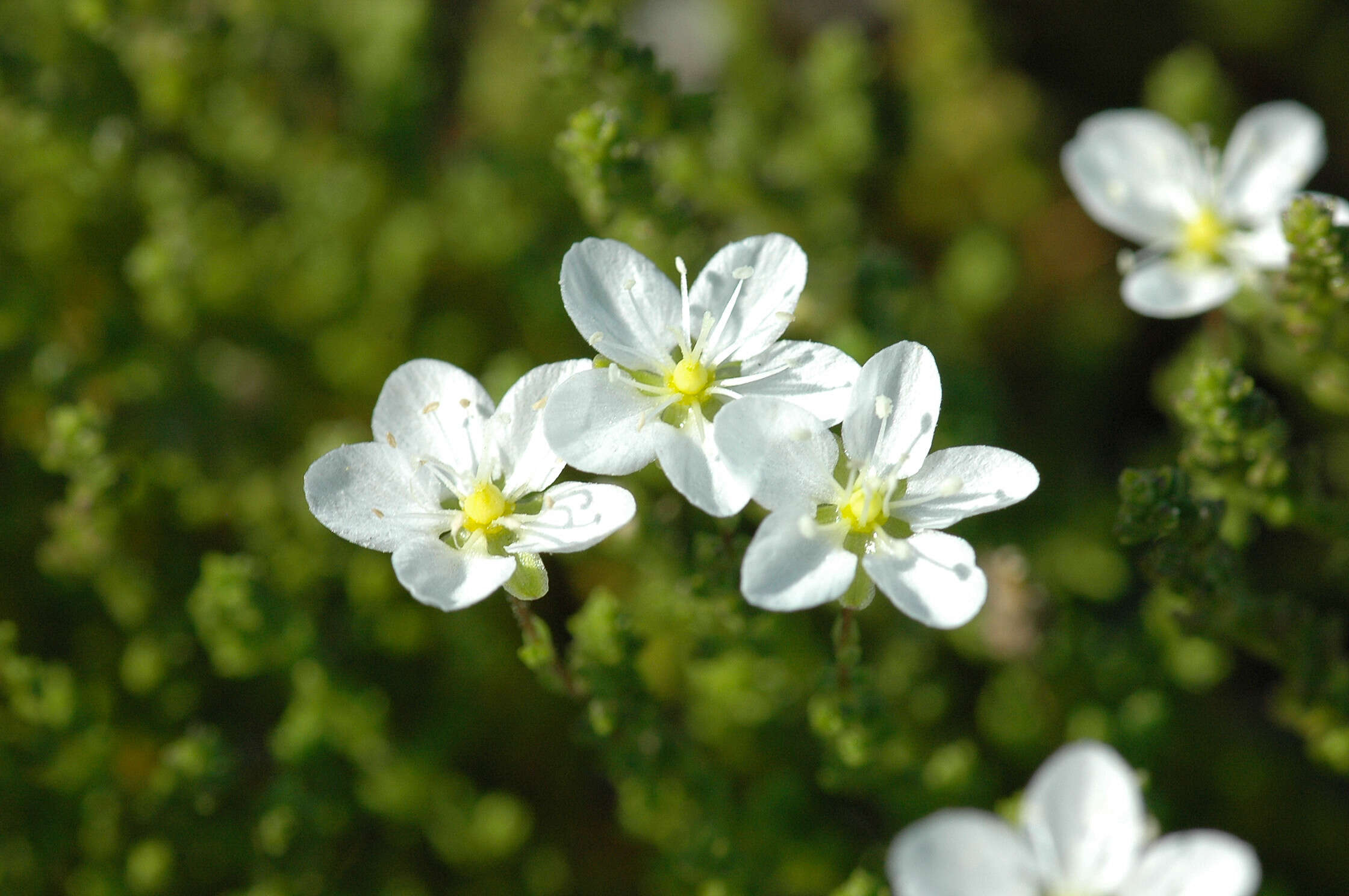 Sagina nodosa (L.) Fenzl的圖片