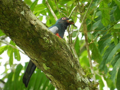 Image of Slaty-tailed Trogon