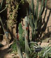 Image of cleistocactus