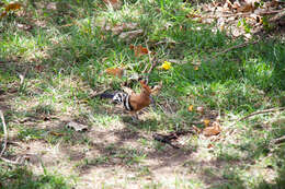 Image of hoopoes